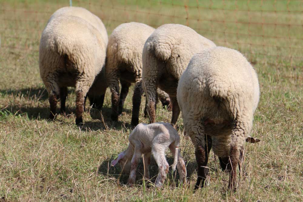 Schafe mit Lamm
