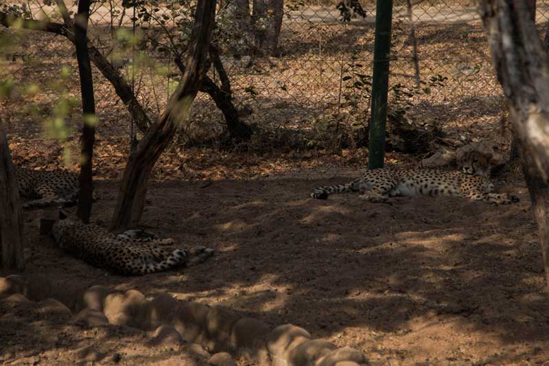 cheetahs I @ HESC - South Africa vacation