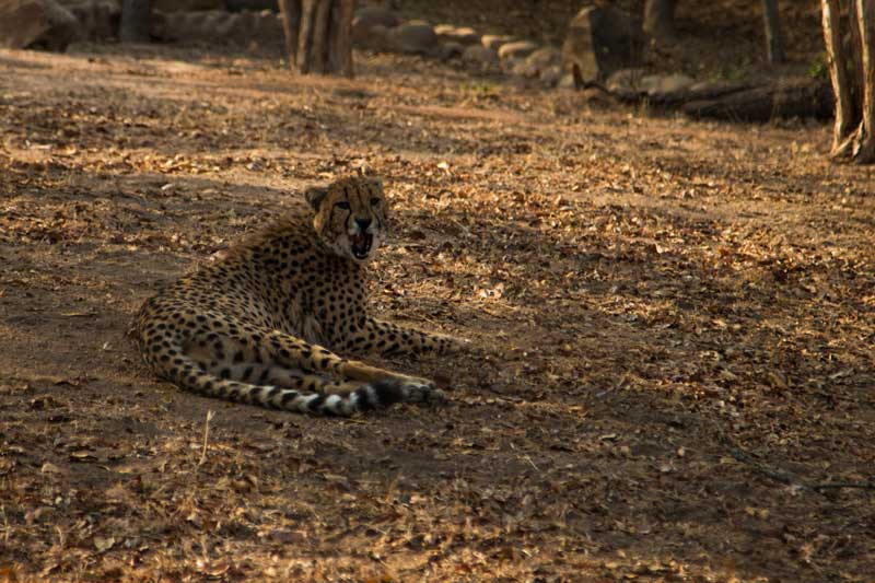 cheetah II @ HESC - South Africa vacation