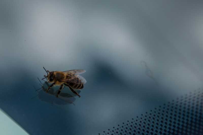 bee on glass