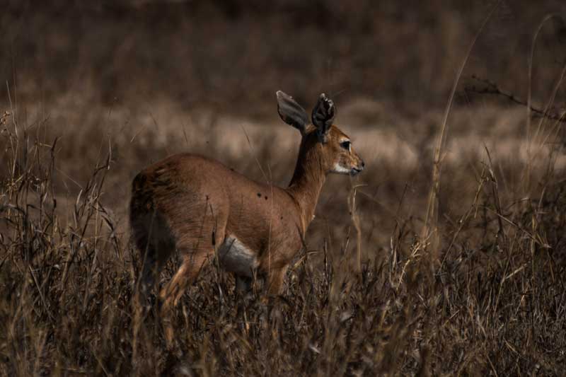 South Afrika - Kruger National Park - vacation