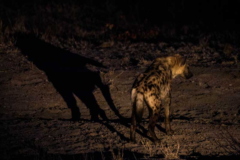 South Afrika - Kruger National Park - vacation