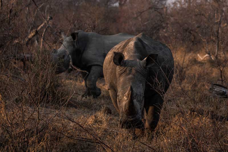 South Afrika - Kruger National Park - vacation