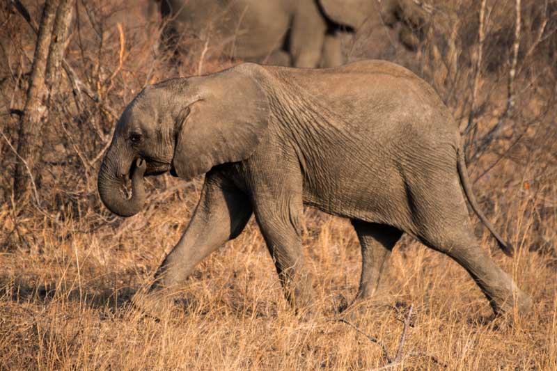 South Africa - Kruger National Park - vacation