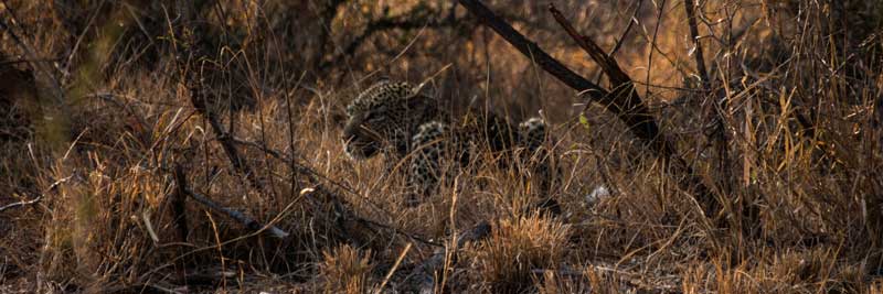 South Africa - Kruger National Park - vacation