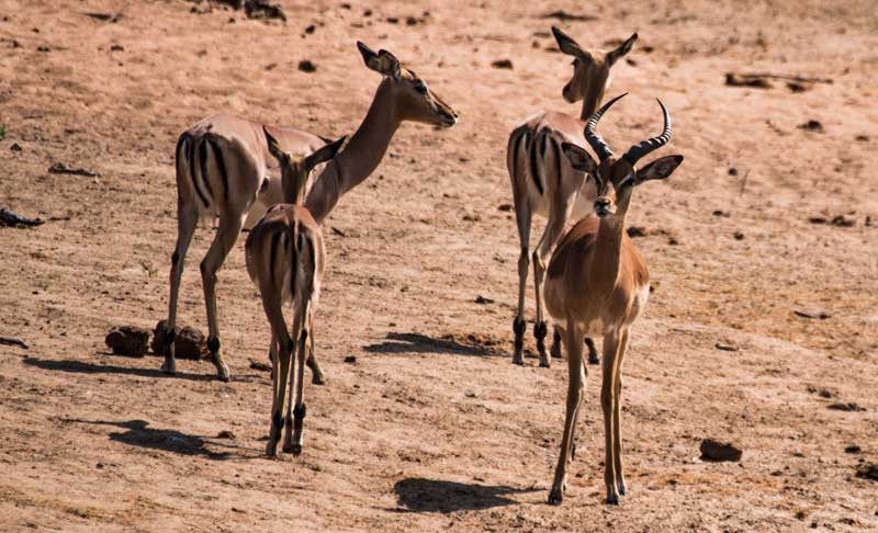 South Africa - Kruger National Park - vacation