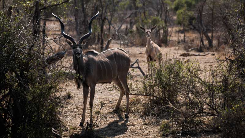 South Africa - Kruger National Park - vacation