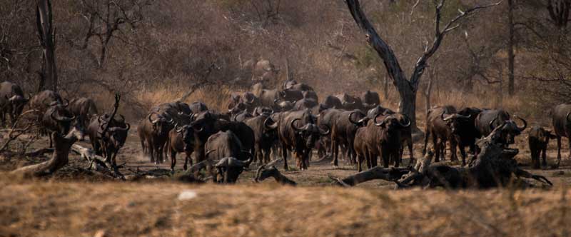 South Africa - Kruger National Park - vacation