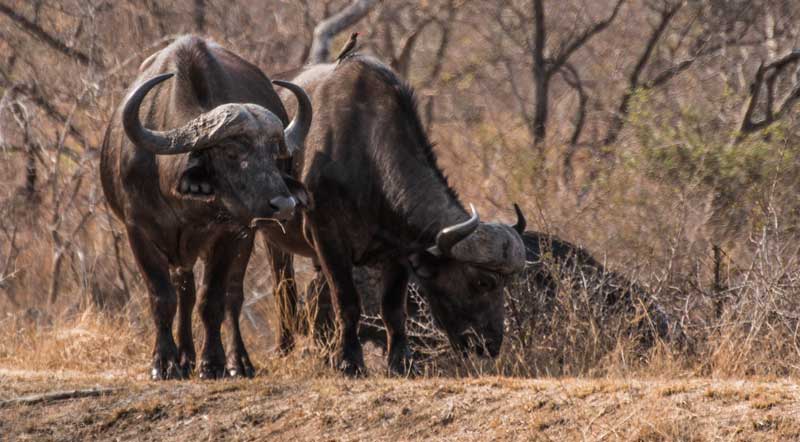 South Africa - Kruger National Park - vacation