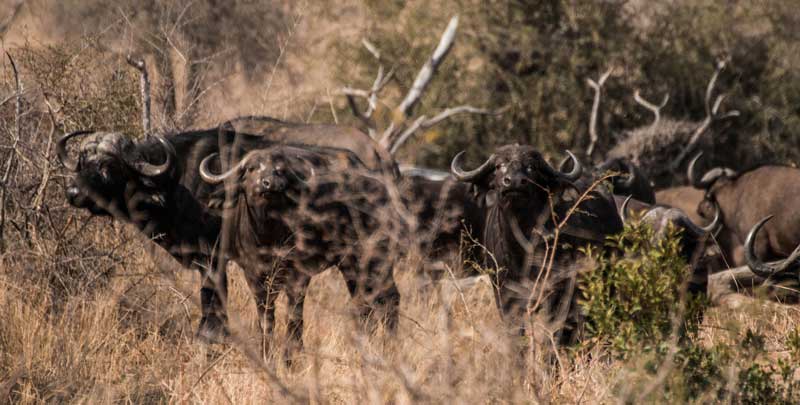 South Africa - Kruger National Park - vacation