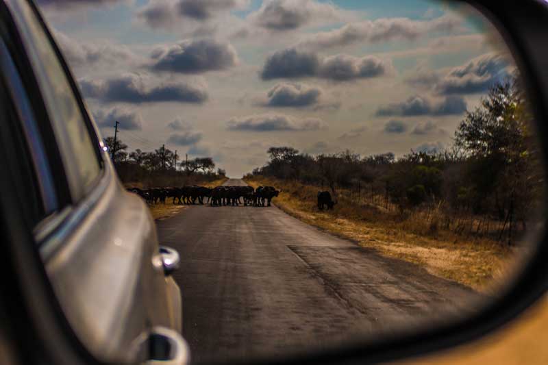 South Africa - Kruger National Park - vacation