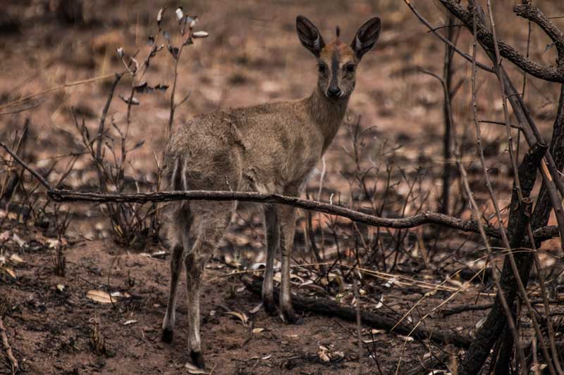 South Africa - Kruger National Park - Berg-en-Dal - vacation