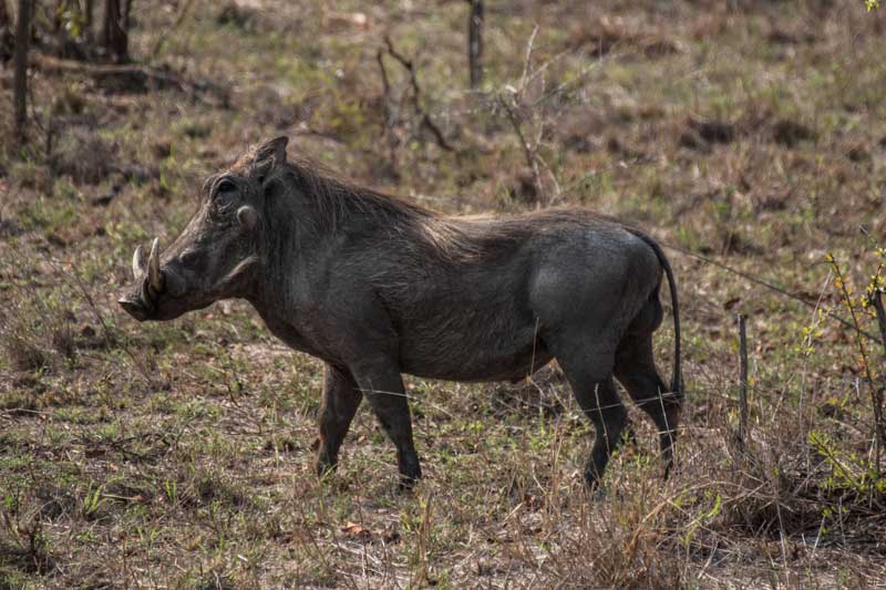 South Africa - Kruger National Park - Berg-en-Dal - vacation