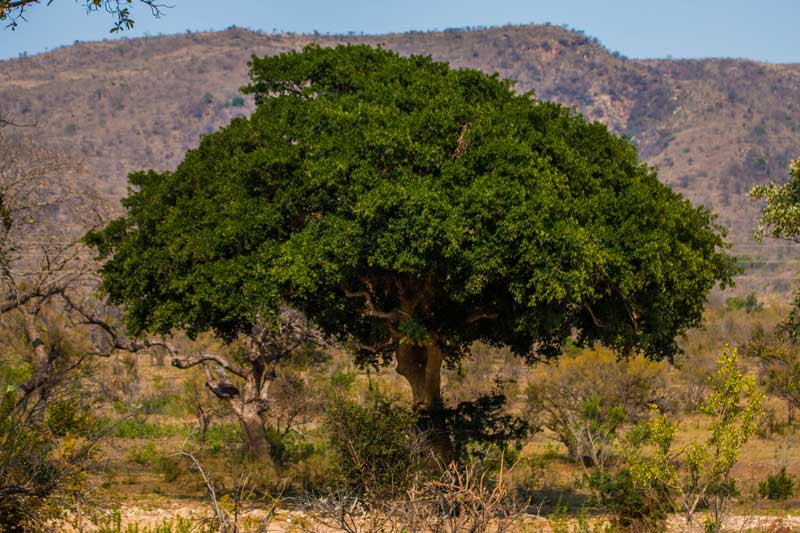 South Africa: Leaving Berg-en-dal restcamp to Foresters Arms, Kingdom of Swaziland (day 7)