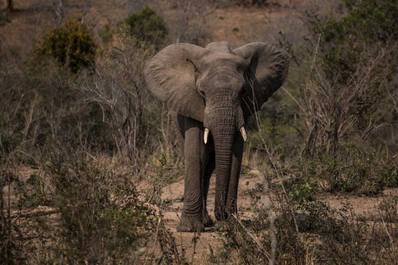 South Africa - Kruger National Park - Berg-en-Dal - vacation